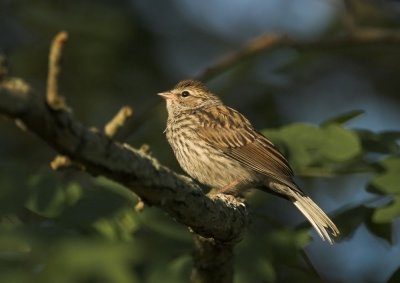 Chipping Sparrow - juvenile