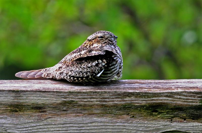 Common Nighthawk