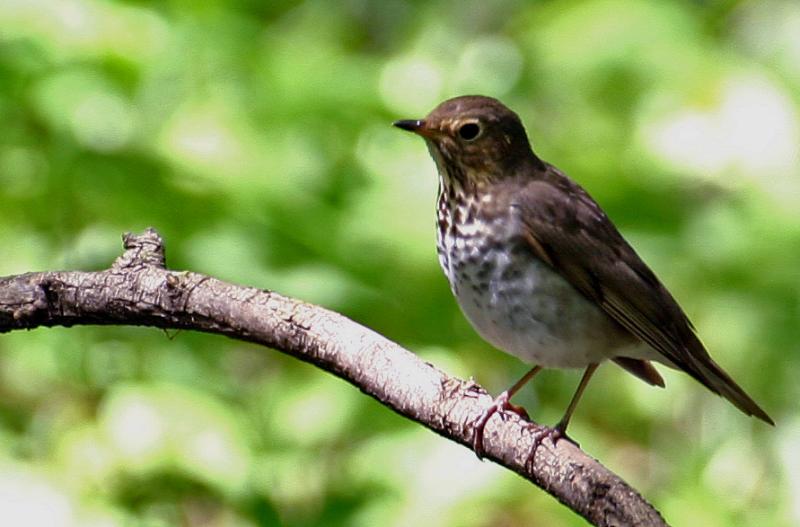 Swainsons Thrush