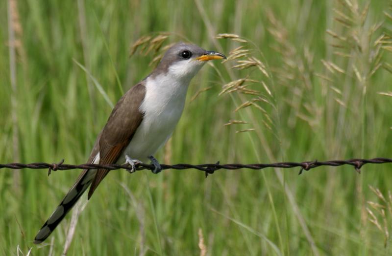 Yellow-billed Cuckoo 1