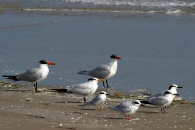 Four Tern Species