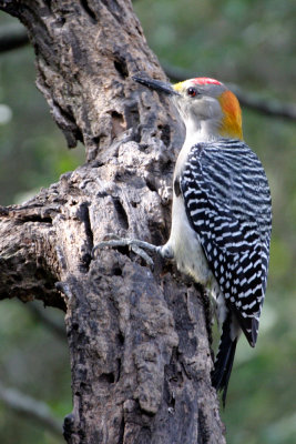 Golden-fronted Woodpecker 3