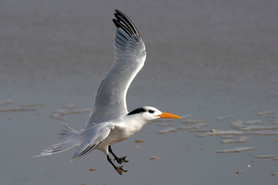 Royal Tern 3