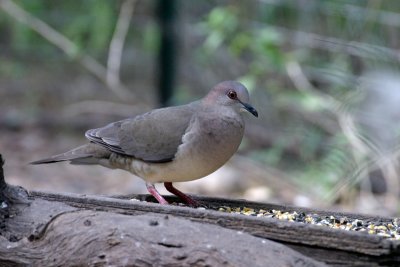 White-tipped Dove 2