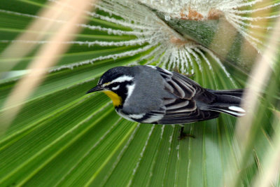 Yellow-throated Warbler 3