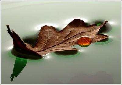 Old leaf, floating..... (Challenge: Something Old)
