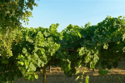 Lodi-330Proof.jpg
