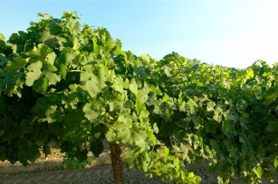 Lodi-331Proof.jpg
