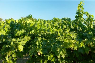 Lodi-337Proof.jpg