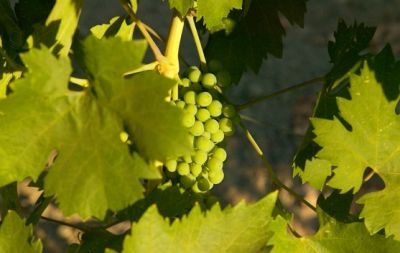 Lodi-338Proof.jpg