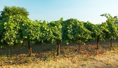 Lodi-344Proof.jpg