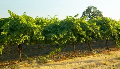 Lodi-345Proof.jpg