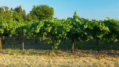 Lodi-346Proof.jpg