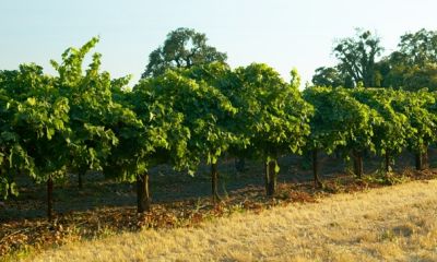 Lodi-347Proof.jpg