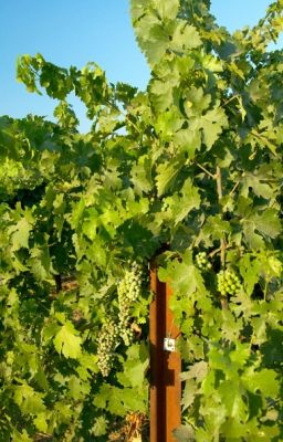 Lodi-352Proof.jpg