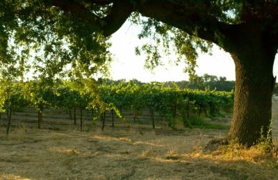 Lodi-358Proof.jpg