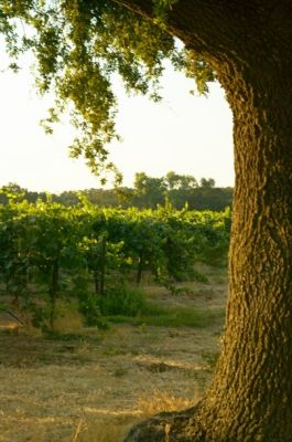 Lodi-359Proof.jpg