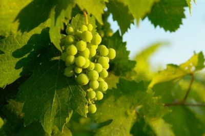 Lodi Area Proofs July 2006