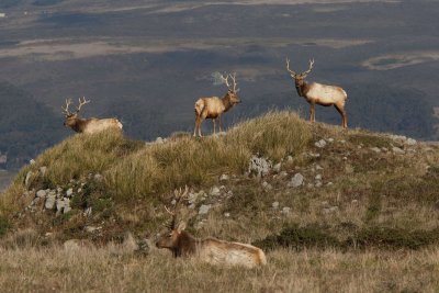 Tomales Point Tule Elk