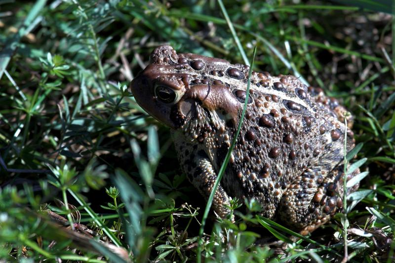 Toad up close.jpg