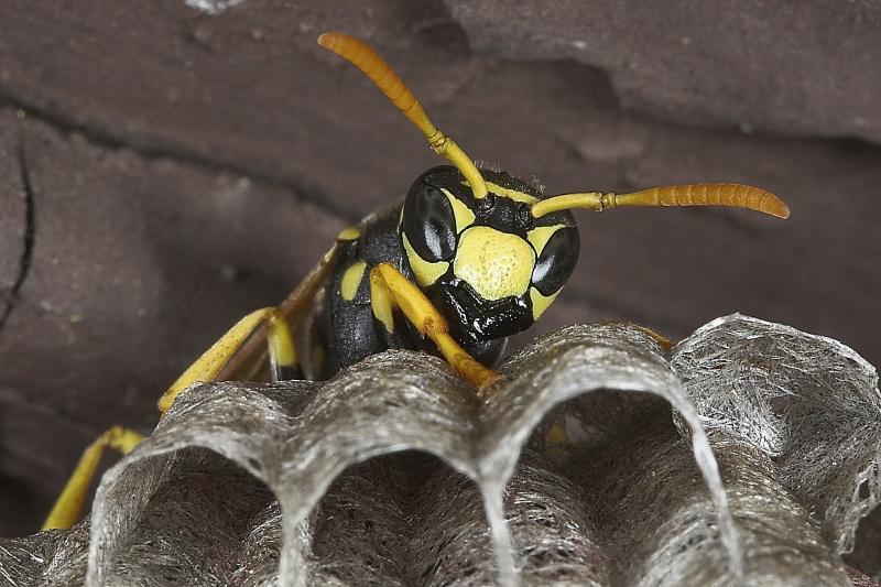 Wasp 3 cropped