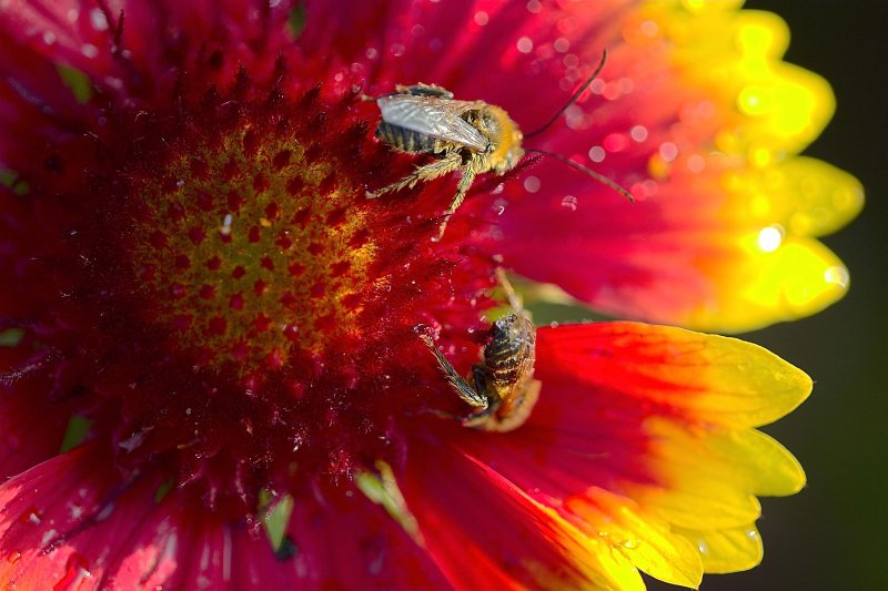 Early morning bees.jpg