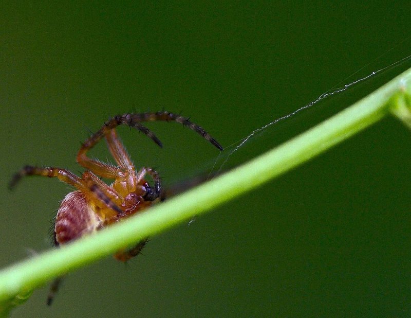 side spidey3.jpg