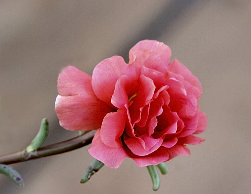 Portulaca grandiflora