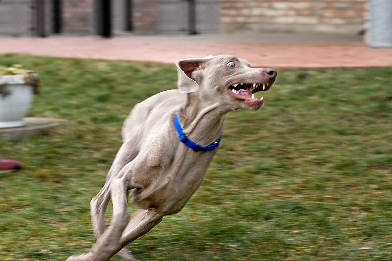 Sarge 4.jpg