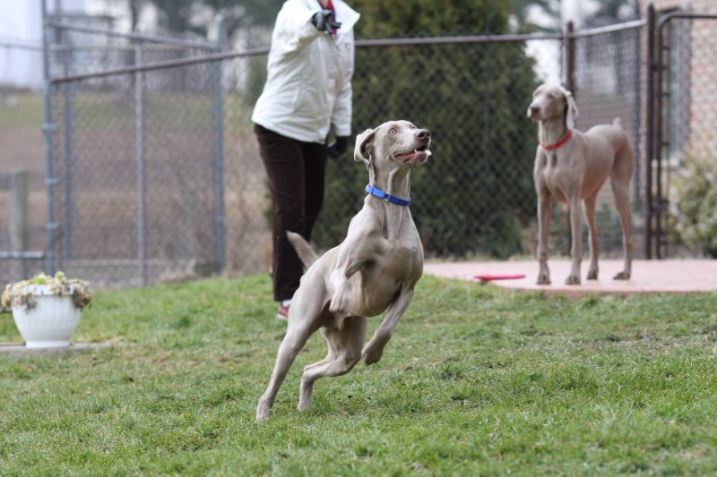 Sarge_Sophie_resized_0110.JPG