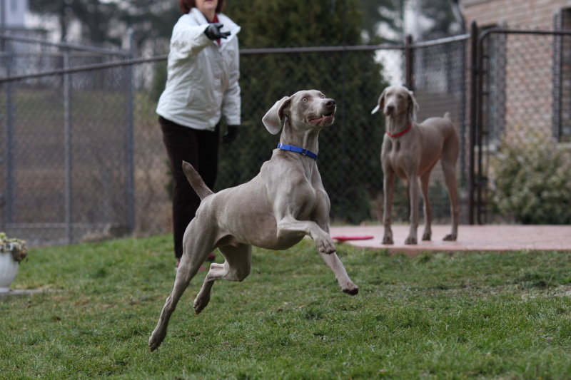 Sarge_Sophie_resized_0111.JPG