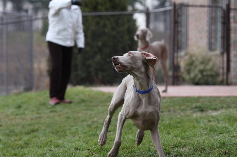 Sarge_Sophie_resized_0113.JPG