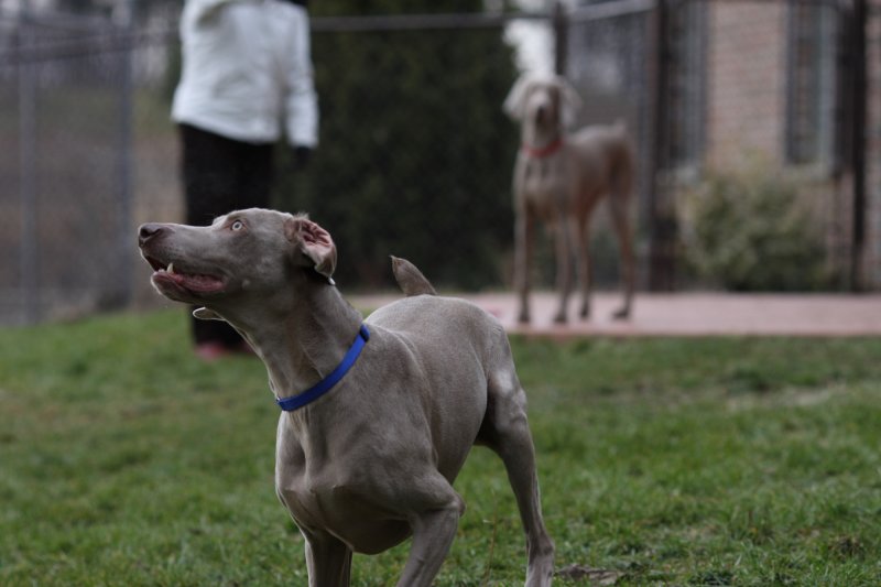 Sarge_Sophie_resized_0116.JPG