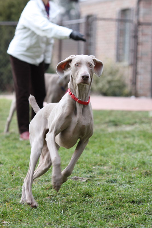 Sarge_Sophie_resized_0122.JPG