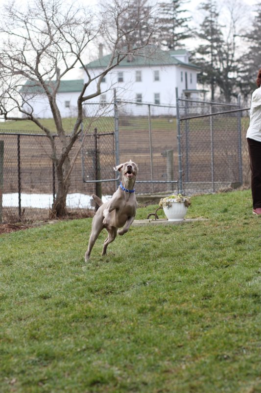 Sarge_Sophie_resized_0131.JPG