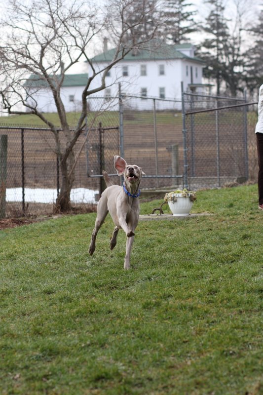Sarge_Sophie_resized_0132.JPG