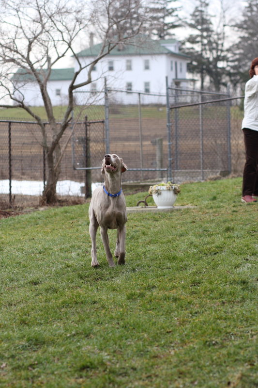 Sarge_Sophie_resized_0133.JPG