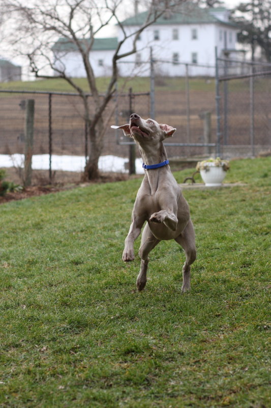 Sarge_Sophie_resized_0136.JPG