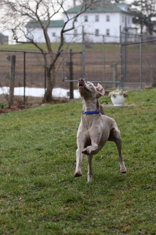 Sarge_Sophie_resized_0137.JPG