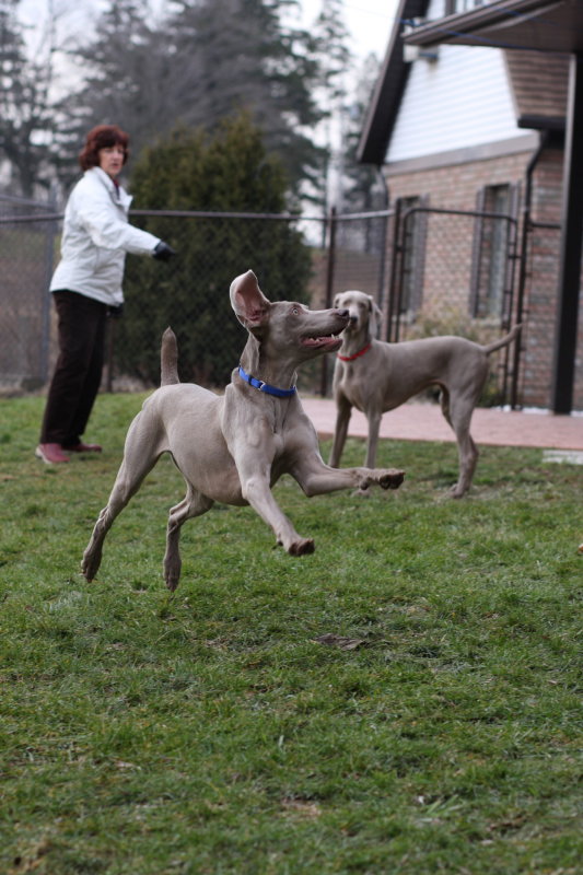 Sarge_Sophie_resized_0139.JPG