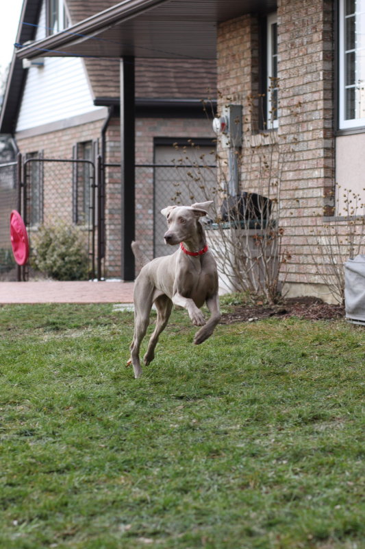 Sarge_Sophie_resized_0143.JPG