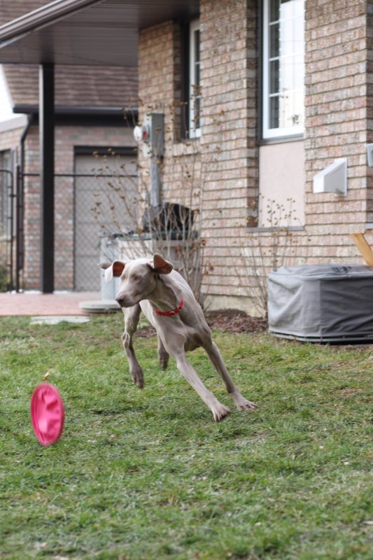 Sarge_Sophie_resized_0144.JPG
