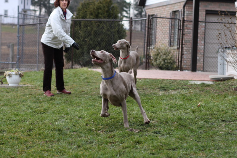 Sarge_Sophie_resized_0146.JPG