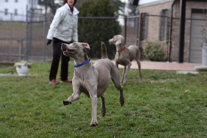 Sarge_Sophie_resized_0148.JPG