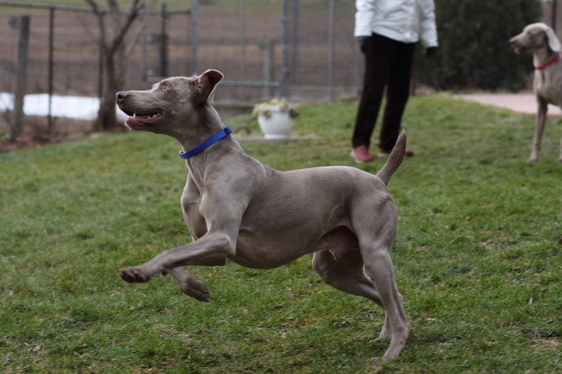 Sarge_Sophie_resized_0150.JPG
