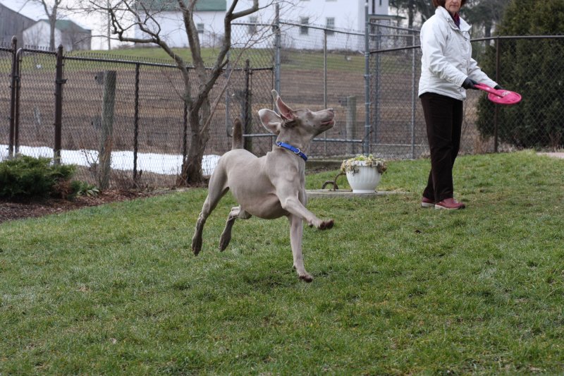 Sarge_Sophie_resized_0152.JPG