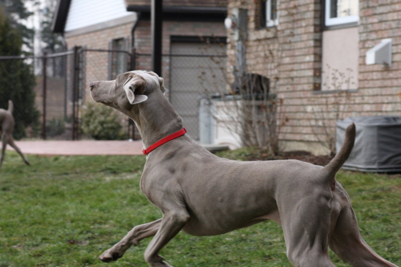 Sarge_Sophie_resized_0156.JPG