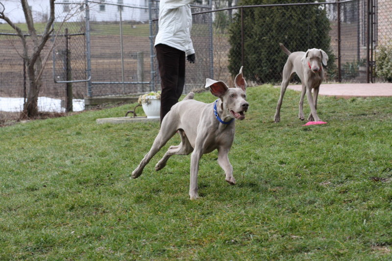 Sarge_Sophie_resized_0159.JPG