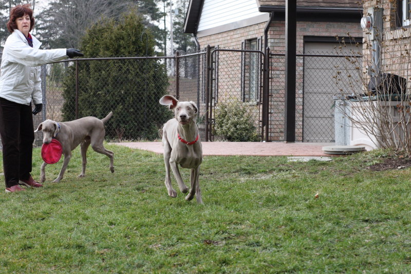 Sarge_Sophie_resized_0162.JPG