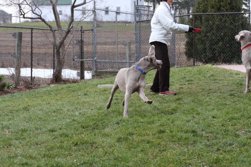 Sarge_Sophie_resized_0165.JPG